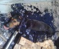 Ηράκλειο Κρήτης: Ο σκύλος κόλλησε σε μια λίμνη από μαζούτ